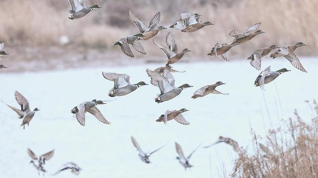 Yellow (Bohai) Sea Migratory Bird Habitat