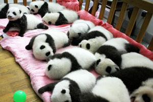Chengdu Giant Panda Breeding and Research Base