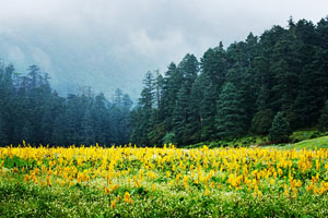 Spruce Meadow (Yunshanping)