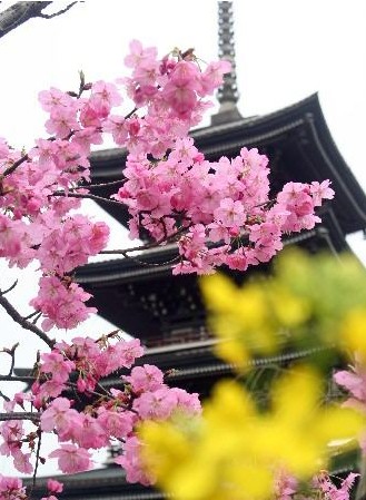 Sakura Festival , Wuhan Travel， Wuhan Guide